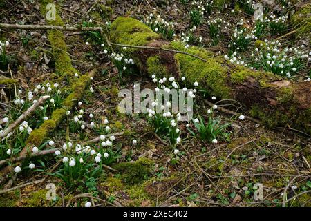 Flocon de neige printanier ; alpes souabes ; allemagne Banque D'Images