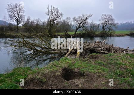 Château de Castor sur le Danube dans la réserve naturelle de Donauwiesen près d'Emeringen, Alb souabe, Allemagne, Banque D'Images