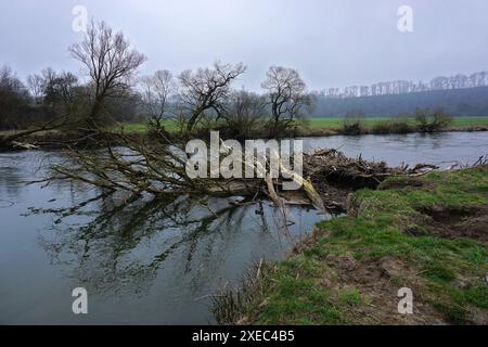 Château de Castor sur le Danube dans la réserve naturelle de Donauwiesen près d'Emeringen, Alb souabe, Allemagne, Banque D'Images