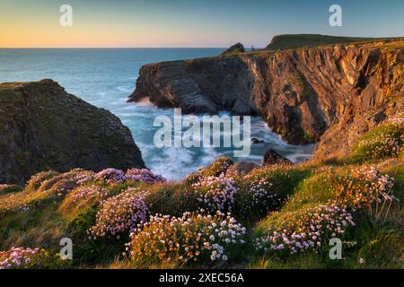 Fleurs sauvages roses sur les falaises de Cornouailles, Padstow, Cornouailles, Angleterre. Printemps (mai) 2019. Banque D'Images