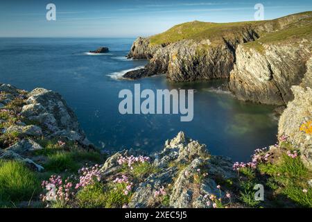 Fleurs sauvages roses de mer sur les sommets des falaises sur la côte ouest accidentée d'Anglesey, au nord du pays de Galles, au Royaume-Uni. Printemps (mai) 2019. Banque D'Images