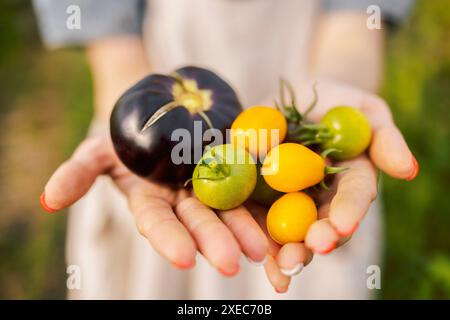 Différents types de tomates dans les mains féminines. Les mains de la femme avec une manucure soignée tiennent des légumes mûrs noirs, jaunes et rouges. Harve Banque D'Images