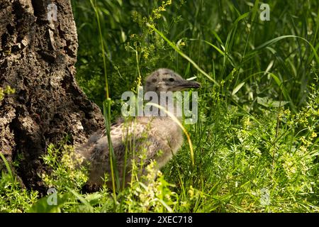 Un petit bébé mouette de mer se cache dans les hautes herbes Banque D'Images