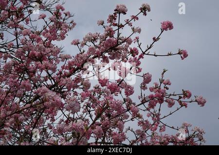 Viburnum fragrans, Syn. farreri, viburnum parfumé Banque D'Images