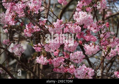 Viburnum fragrans, Syn. farreri, viburnum parfumé Banque D'Images