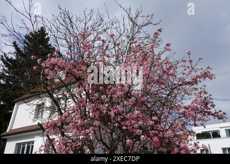 Viburnum fragrans, Syn. farreri, viburnum parfumé Banque D'Images