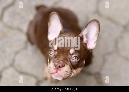 Nouveau chiot Bulldog français Schade Mocca Orange Tan coloré Banque D'Images