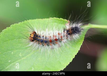 Chenille de Lymantria dispar, également connue sous le nom de teigne tzigane ou teigne spongieuse sur une feuille de prune. Banque D'Images