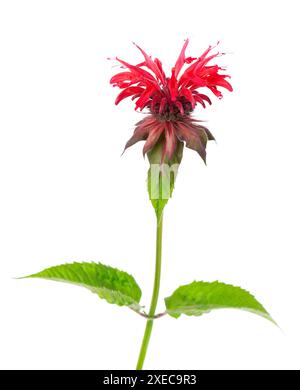 Fleur de Monarda isolée sur un fond blanc. Fleur de bergamote. Thé Oswego, beebaume écarlate Banque D'Images
