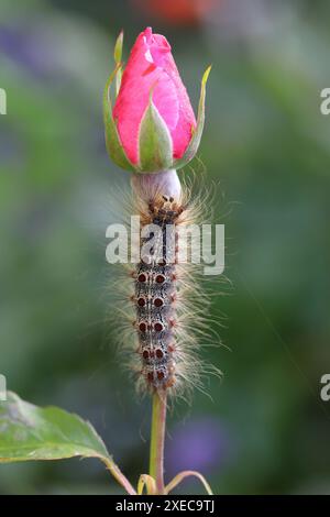 Chenille de Lymantria dispar, également connue sous le nom de teigne tzigane ou teigne spongieuse sur un bourgeon de rose dans le jardin. Banque D'Images