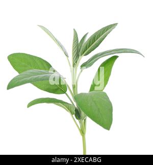 Brindille de sauge fraîche isolée sur fond blanc. Feuilles de Salvia Officinalis. Herbe médicinale et culinaire. Masque Banque D'Images