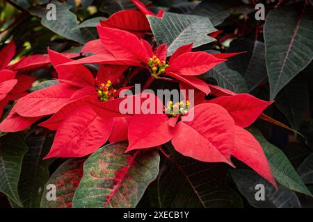 Poinsettia de fleurs (Euphorbia pulcherrima), espèce de fleurs de la famille des Euphorbiaceae. Département de Magdalena, Colombie Banque D'Images