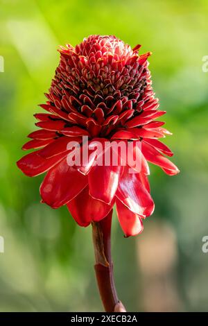 Etlingera elatior, fleur connue sous le nom de gingembre torche, torchflower, ou gingembre sauvage. Santander département, Colombie Banque D'Images