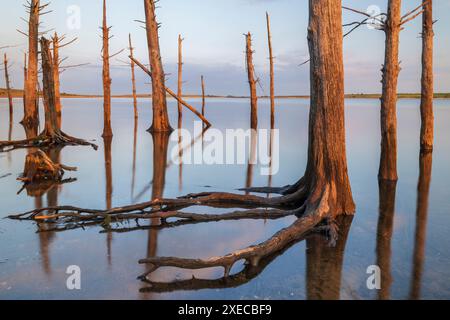 Arbres morts dans le lac Colliford sur Bodmin Moor, Cornouailles, Angleterre. Été (août) 2019. Banque D'Images