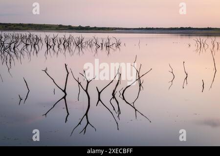 Souches tordues d'arbres noyés à Colliford Lake sur Bodmin Moor, Cornouailles, Angleterre. Été (août) 2019. Banque D'Images