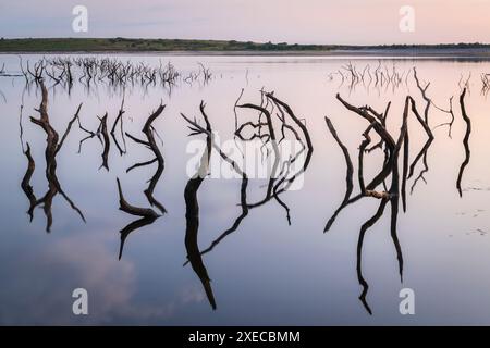 Souches tordues d'arbres noyés à Colliford Lake sur Bodmin Moor, Cornouailles, Angleterre. Été (août) 2019. Banque D'Images