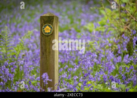 Panneau de sentier public dans une forêt de bluebell, parc national de Dartmoor, Devon, Angleterre. Printemps (mai) 2024. Banque D'Images