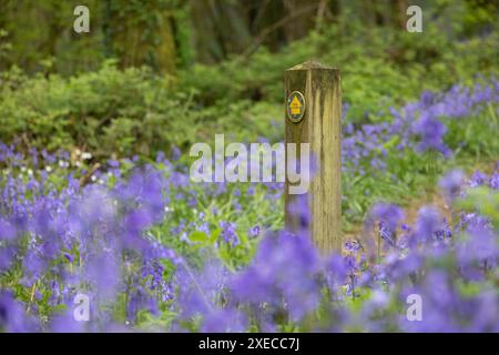 Panneau de sentier public dans une forêt de bluebell, parc national de Dartmoor, Devon, Angleterre. Printemps (mai) 2024. Banque D'Images