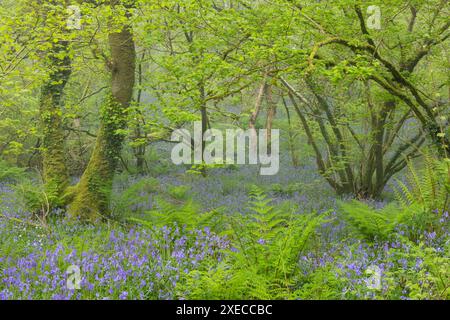 Tapis de bluebells dans un bois feuillus au printemps, Dartmoor National Park, Devon, Angleterre. Printemps (mai) 2024. Banque D'Images