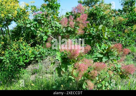 Barbe d'Aaron (Cotinus coggygria) en Crimée Banque D'Images