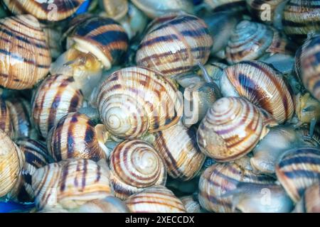 Les escargots de raisin subissent un processus de purification Banque D'Images