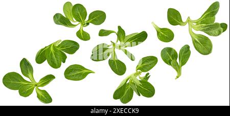 Laitue d'agneau fraîche, feuilles de salade de maïs isolées sur fond blanc Banque D'Images