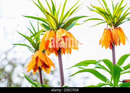 Fleurs de Crown Imperials, Couronne de Kaiser, Fritillaria imperialis dans le jardin, gros plan, sélectif f f Banque D'Images