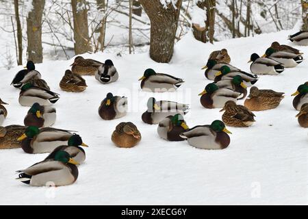 Un troupeau de colverts sauvages se trouve sur la neige dans le parc Banque D'Images