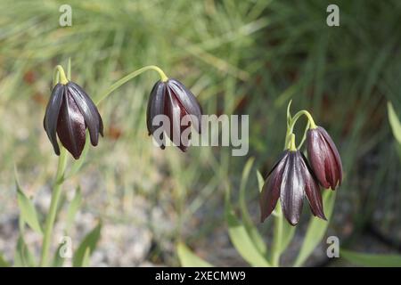 Fritillaria obliqua Banque D'Images