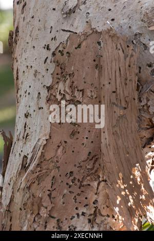 Détails des patrons du tronc de l'arbre australien à écorce de papier, Melaleuca quinquenervia, au printemps, Queensland, Australie. Gris clair et brun écorce. Banque D'Images