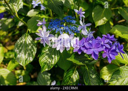 Images du Japon - sous les pétales blanc et bleu clair d'un Ajisai japonais ou d'une hortensia, une minuscule araignée se cache ou prend refuge du soleil Banque D'Images