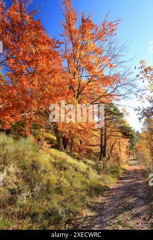 Paysage automnal, Prealpes d'Azur, Alpes-Maritimes, 06, côte d'Azur, PACA Banque D'Images