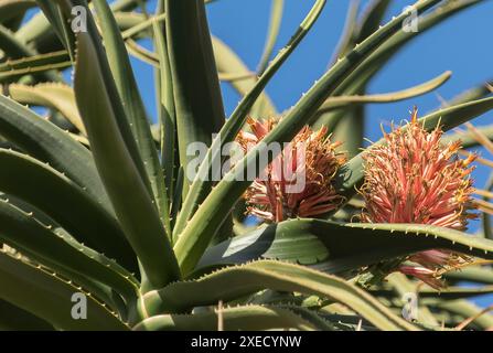 Deux fleurs de couleur corail au sommet d'un aloe barberae, arbre aloe, aloe géant, parmi les feuilles grises-vertes à pointes, dans un jardin australien en hiver. Banque D'Images