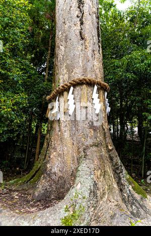 Un arbre sacré (shinboku) dans le sanctuaire d'Ujigami Jinja avec la corde shimenawa enroulée autour de lui, dans la ville d'Uji, préfecture de Kyoto, région du Kansai, Japon Banque D'Images