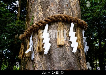 Un arbre sacré (shinboku) dans le sanctuaire d'Ujigami Jinja avec la corde shimenawa enroulée autour de lui, dans la ville d'Uji, préfecture de Kyoto, région du Kansai, Japon Banque D'Images