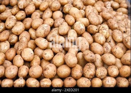 Pile de pommes de terre crues fraîches récoltées au marché agricole de rue Banque D'Images
