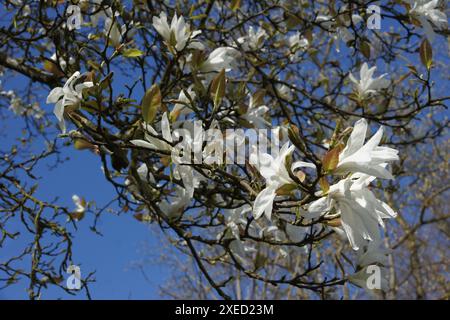 Magnolia salicifolia, magnolia à saule Banque D'Images