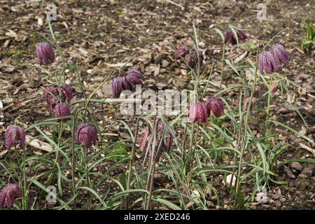 Fritilaria meleagris, tête de serpents fritillaire Banque D'Images