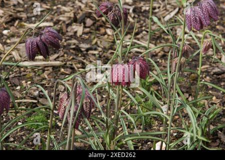 Fritilaria meleagris, tête de serpents fritillaire Banque D'Images