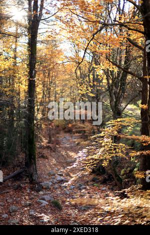 Paysage automnal, Prealpes d'Azur, Alpes-Maritimes, 06, côte d'Azur, PACA Banque D'Images