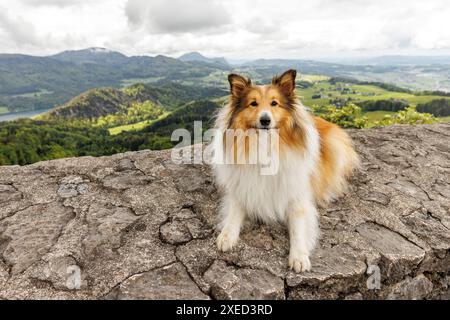 Sheltie Shetland Sheepdog repose élégamment sur une pierre dans le cadre de la nature alpine Banque D'Images