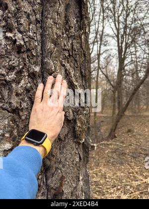 La main d'un homme touche le tronc d'un immense arbre dans le parc, un homme porte un sweat à capuche bleu, une smartwatch avec une sangle jaune sur h. Banque D'Images