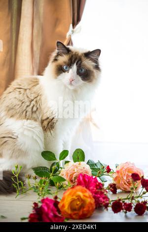 Portrait d'un beau jeune chat Ragdoll en bonne santé assis par la fenêtre . Banque D'Images