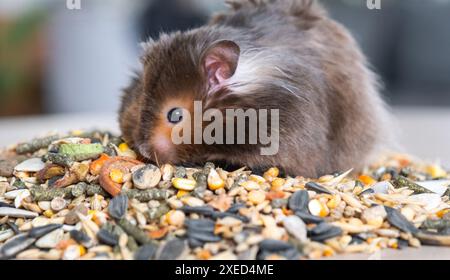 Drôle de hamster syrien moelleux est assis sur une poignée de graines et mange et fourre ses joues avec des stocks. Nourriture pour un rongeur de compagnie, vitami Banque D'Images