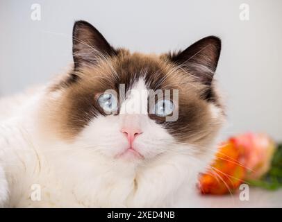 Portrait d'un beau jeune chat Ragdoll en bonne santé assis par la fenêtre . Banque D'Images