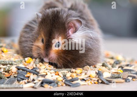 Drôle de hamster syrien moelleux est assis sur une poignée de graines et mange et fourre ses joues avec des stocks. Nourriture pour un rongeur de compagnie, vitami Banque D'Images