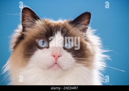 Portrait d'un beau jeune chat Ragdoll en bonne santé isolé sur un fond bleu. Banque D'Images