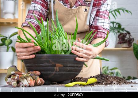 Les mains de la femme dans un tablier la mise en pot, la transplantation et la reproduction est la séparation des enfants de la plante Aloe Vera. Banque D'Images