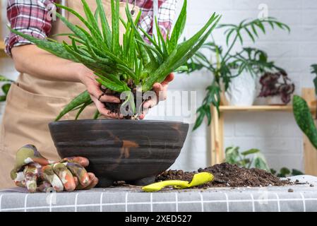 Les mains de la femme dans un tablier la mise en pot, la transplantation et la reproduction est la séparation des enfants de la plante Aloe Vera. Banque D'Images