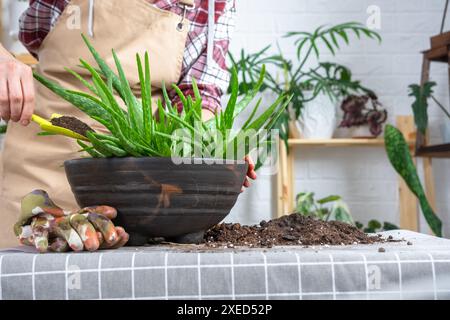 Les mains de la femme dans un tablier la mise en pot, la transplantation et la reproduction est la séparation des enfants de la plante Aloe Vera. Banque D'Images